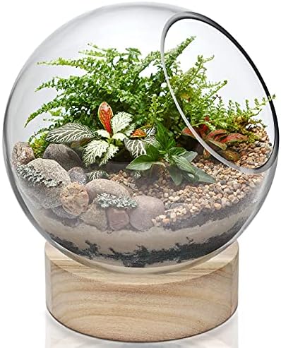 אקסל זכוכית חממה פמוט בועת קערה עם עץ בסיס | ייחודי דגי קערת אקווריום עם מעמד עץ-בפסלים מתוך בית וגן באתר